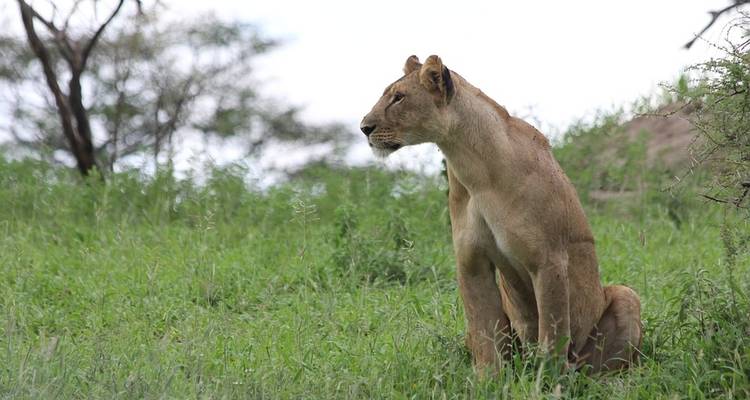Tanzanie : Le Serengeti et au-delà avec Extended Serengeti - Globus 9