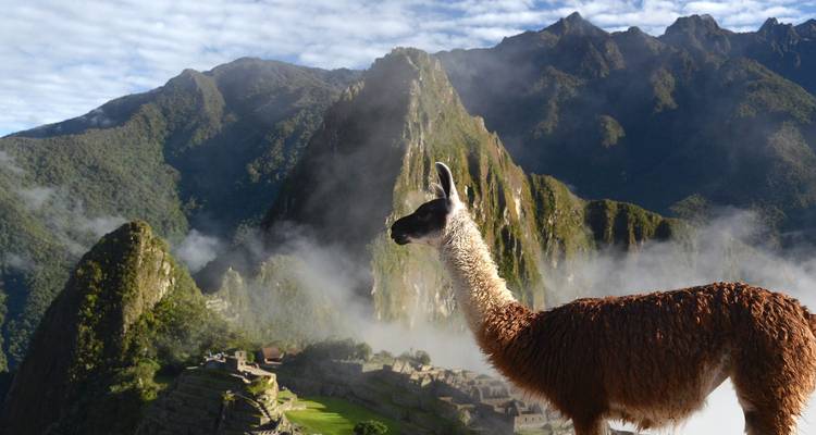 The text you provided is already in Spanish, not English. However, I can provide the English to Spanish translation you requested:

**English:** Llama with a backdrop of Machu Picchu mountains.

**Spanish:** Llama con un telón de fondo de las montañas de Machu Picchu.

Note: The original text you provided appears to be in Spanish already.