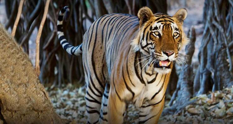 Bandhavgarh Tour with Taj Mahal - Panda Experiences 3