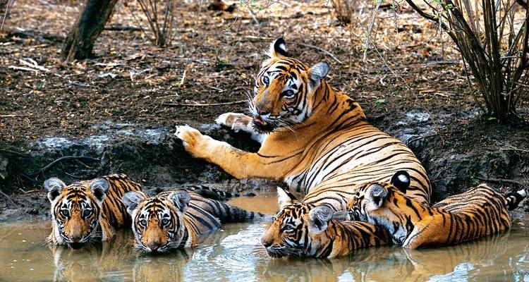 Bandhavgarh Tour with Taj Mahal - Panda Experiences 4