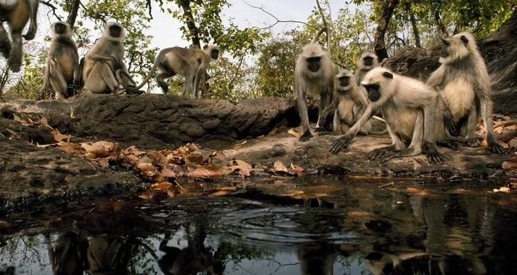 Bandhavgarh Tour with Taj Mahal - Panda Experiences 2