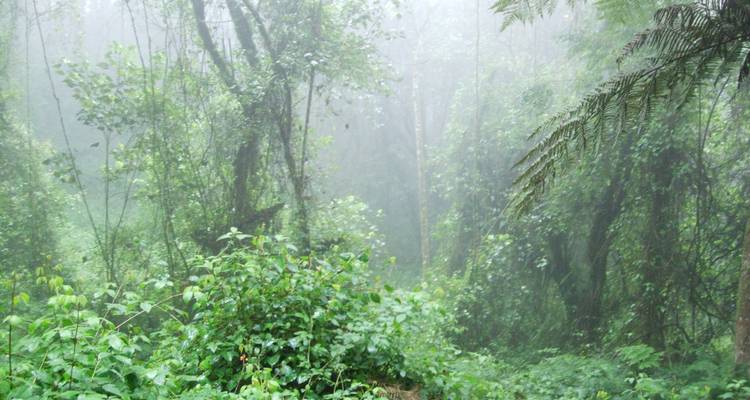 Ascensión a la ruta Umbwe del Kilimanjaro - Opciones privadas disponibles - Nomadic Adventures 1