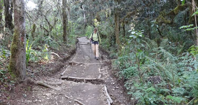 Ascension du Kilimandjaro sur la route de Machame Trek de 6 jours, circuit de 8 jours - Nomadic Adventures 8