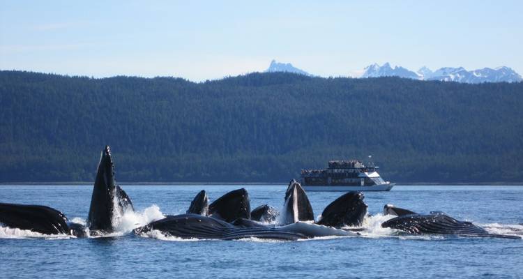 Alaska Glacier Singles Cruise - Best Single Travel 2