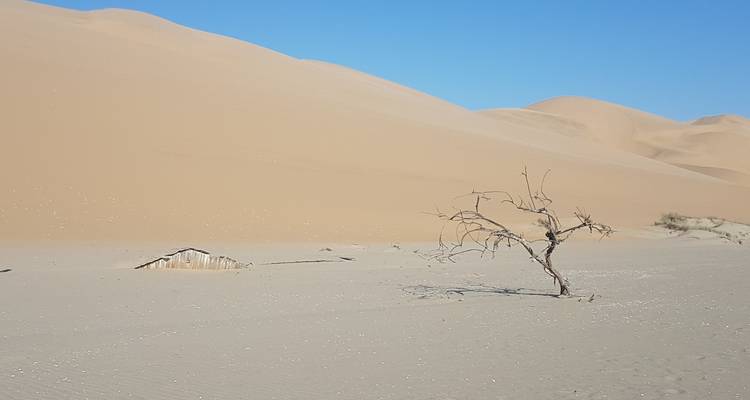 Einsamer Baum in einer Wüstenlandschaft mit Sanddünen.