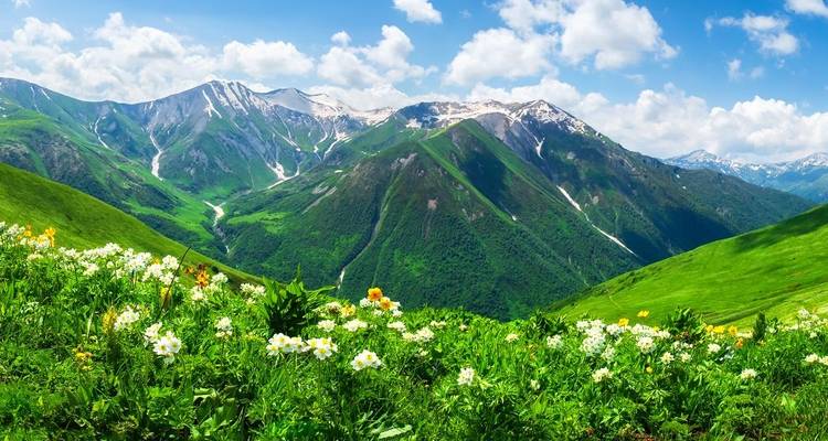 Alpine meadow of wildflowers with lush green slopes leading to snowy Caucasus peaks in Georgia.