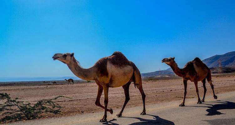 Whispers Through the Empty Quarter - Crooked Compass 10
