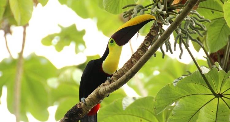 Costa Rica Eco- Beach Adventure 40's - 50's and 60's Singles Vacations - Best Single Travel 1