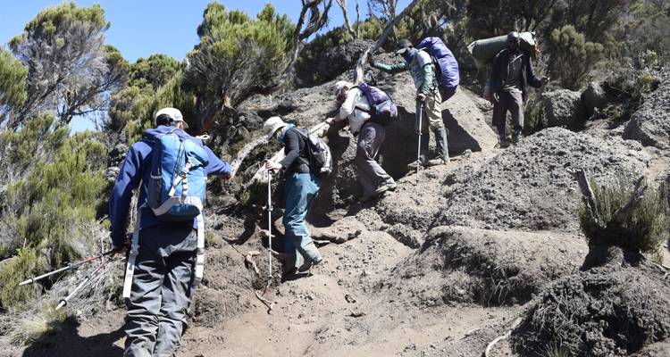 Ascension du Kilimandjaro - Route de Lemosho 7 jours 6 nuits - Migration Venture Africa  6