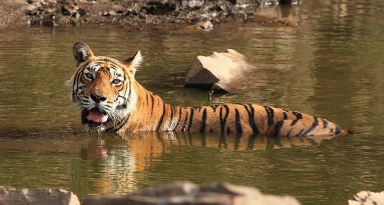 Taj Mahal & Tigers - Golden Triangle India Tour with Ranthambore 7 Days - Creative India Journey 9