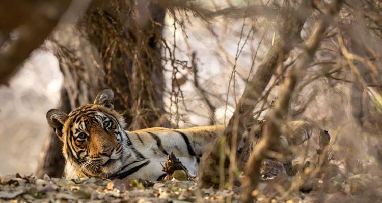 Tiger resting in the wilderness, hidden among trees.