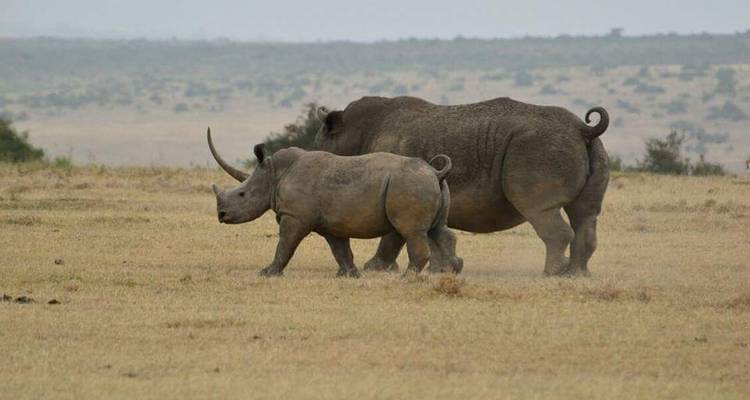 4 Days Budget Masai Mara Safari -Shared - Shells of Africa Safaris 2