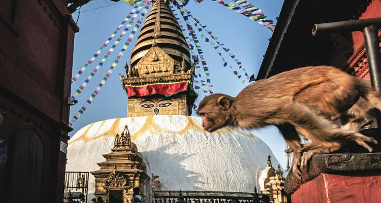 Monkey climbing near Swayambhunath Stupa with prayer flags in the background.