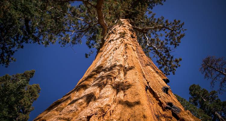 Yosemite et Tahoe Sierras - 4 jours - Incredible Adventures 9