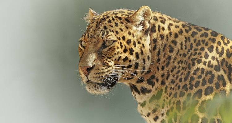 De safari por Kenia y Tanzania (8 destinations) - Cosmos 10