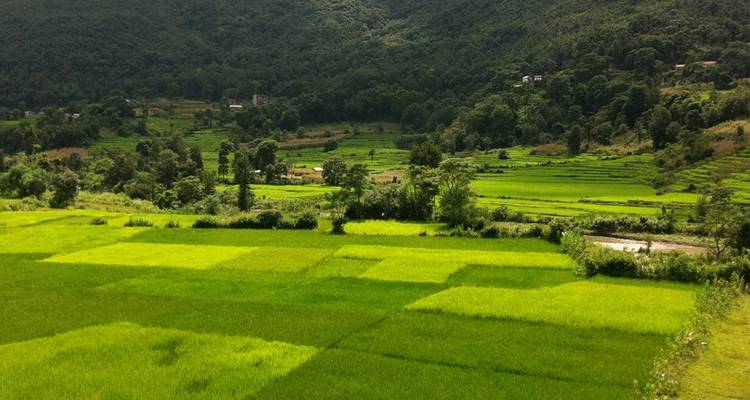 Lush green fields surrounded by trees.