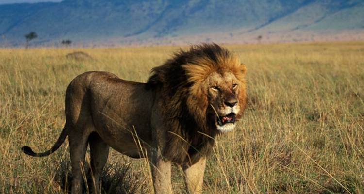 Safari pour célibataires - Kenya Afrique Vacances pour célibataires 40's - 50's et 60's+. - Best Single Travel 1