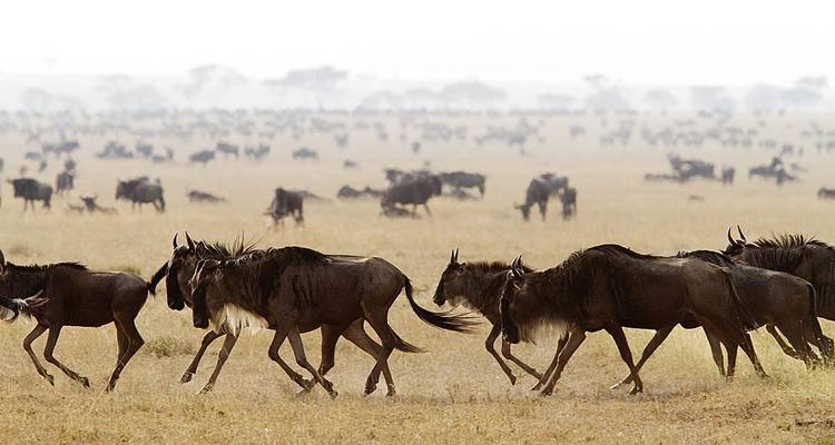 Safari pour célibataires - Kenya Afrique Vacances pour célibataires 40's - 50's et 60's+. - Best Single Travel 2