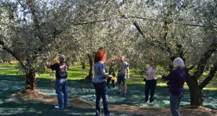 Expérience culturelle, culinaire et de récolte d'olives dans les Abruzzes - Italia Sweet Italia 3