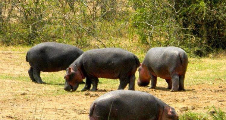 Safari de 3 días por el Lago Mburo - Oasis Safaris Limited 1