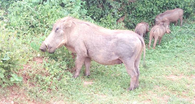 Safari de 3 días por el Lago Mburo - Oasis Safaris Limited 3