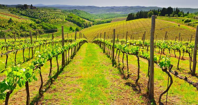 Circuito privado Gourmet del vino en la Toscana, Italia - Soleto Travel 10