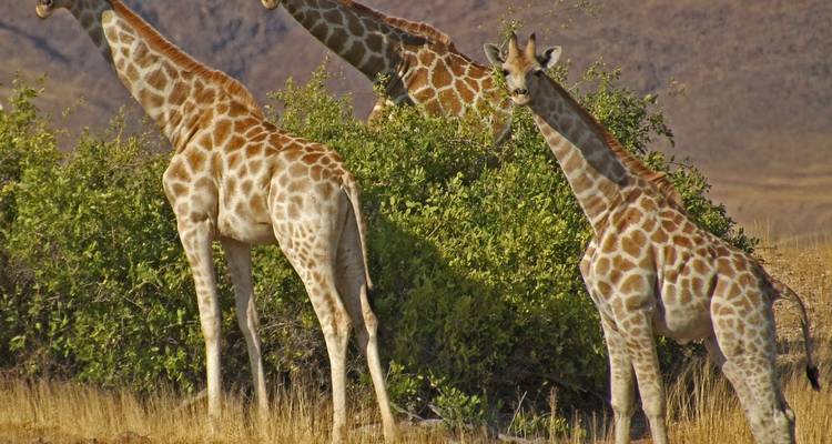 Des girafes broutant près de buissons dans un paysage aride.