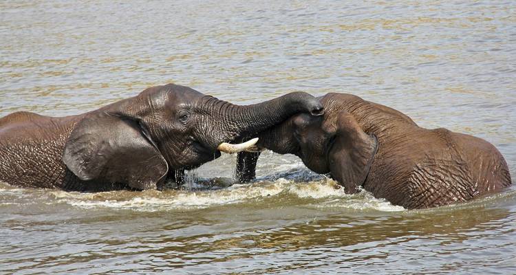 Deux éléphants qui interagissent de manière ludique dans l'eau.
