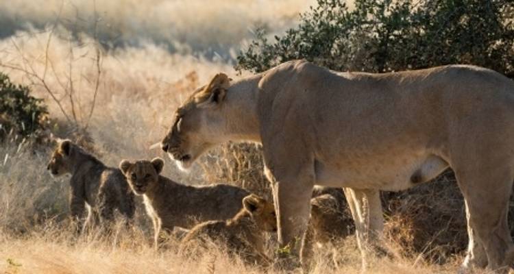 Crucero Safari por el río Zambeze - Sudáfrica, Botsuana, Namibia, Zimbabue (crucero puerto a puerto) - CroisiEurope River Cruises 10