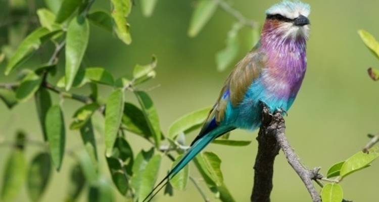 Safari Cruise along the Zambezi River - South Africa, Botswana, Namibia, Zimbabwe with extended stay at the Cape Peninsula (port-to-port cruise) (including Livingstone) - CroisiEurope River Cruises 2