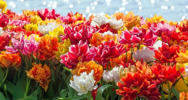 Le printemps en Hollande (croisière de port en port) - CroisiEurope River Cruises 2