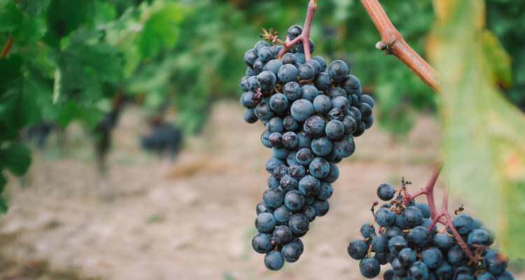 The exceptional region of Bordeaux (port-to-port cruise) - CroisiEurope River Cruises 9