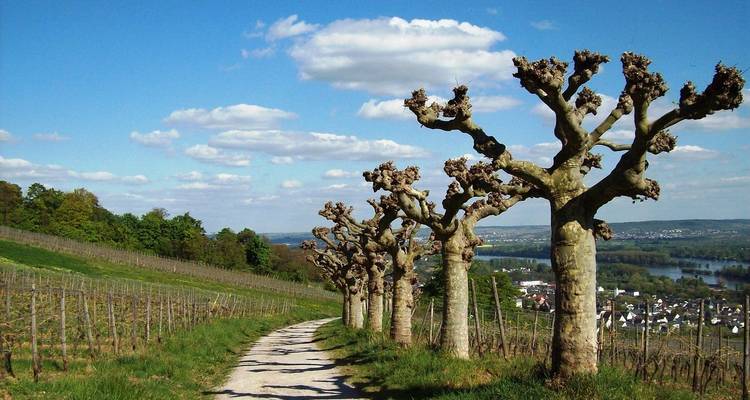 Festive cruise on the Rhine River (port-to-port cruise) (7 destinations) - CroisiEurope River Cruises 1