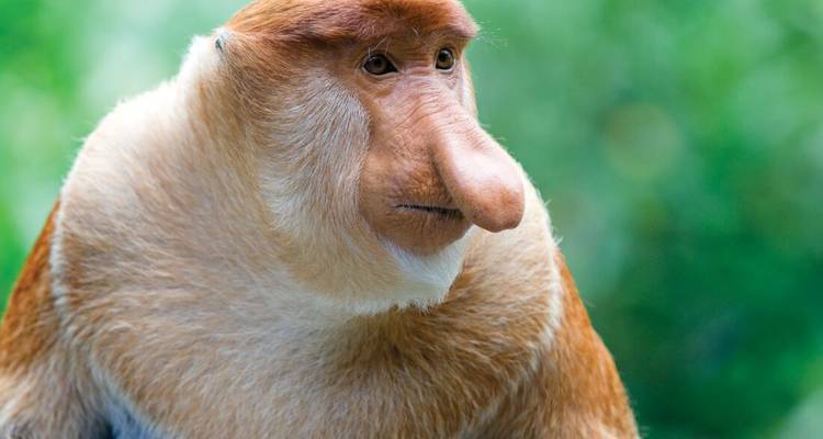 Malaysia's Ultimate Adventure - Intrepid Travel 1