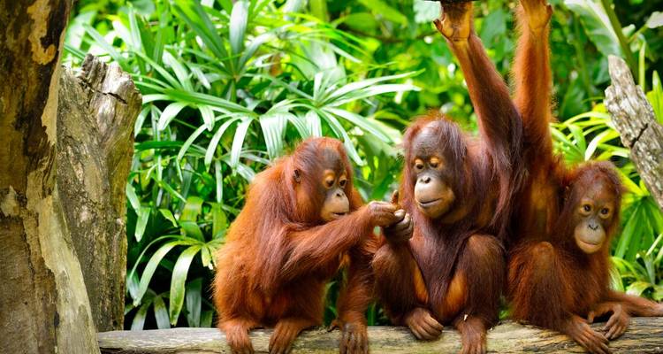 Malaysia's Ultimate Adventure - Intrepid Travel 7