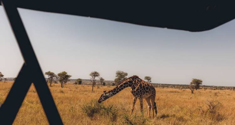 Eine einsame Giraffe grast auf goldenem Savannengras, betrachtet aus dem Inneren eines Safari-Fahrzeugs.