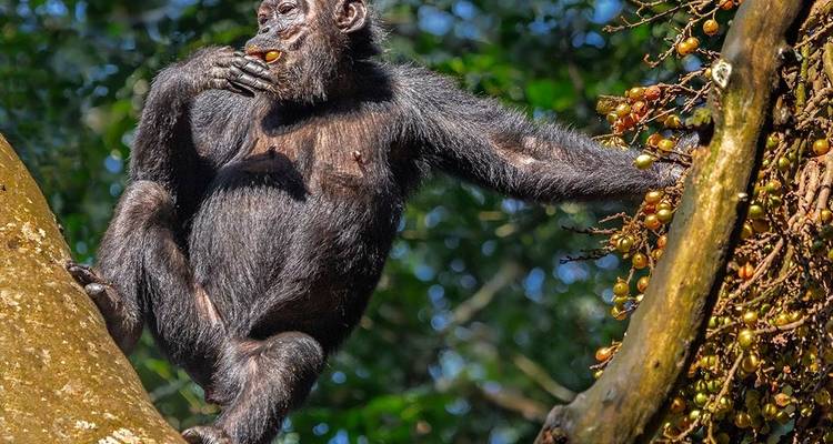 Ruanda y gorilas de Uganda - Intrepid Travel 4