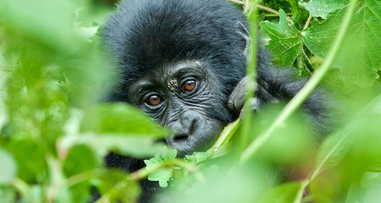 Ruanda y gorilas de Uganda - Intrepid Travel 5