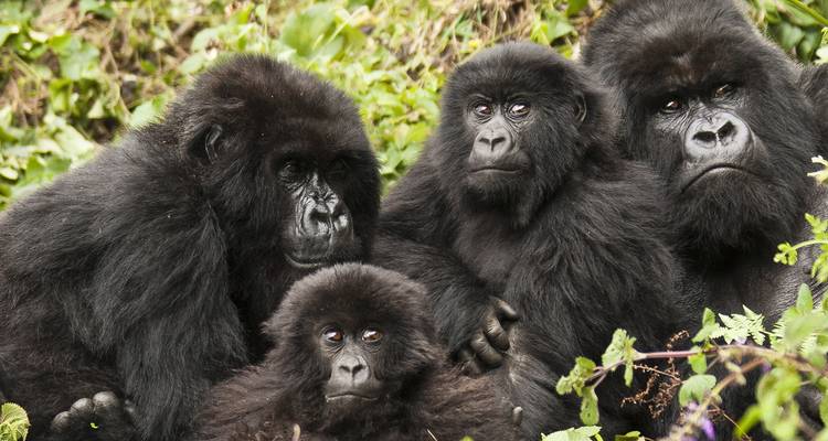 Ruanda y gorilas de Uganda - Intrepid Travel 1