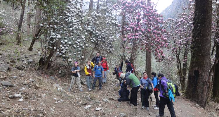 Groupe de randonneurs parmi des arbres en fleurs dans une forêt.