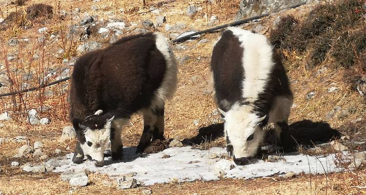 Deux jeunes yaks debout dans une zone rocailleuse et herbeuse.