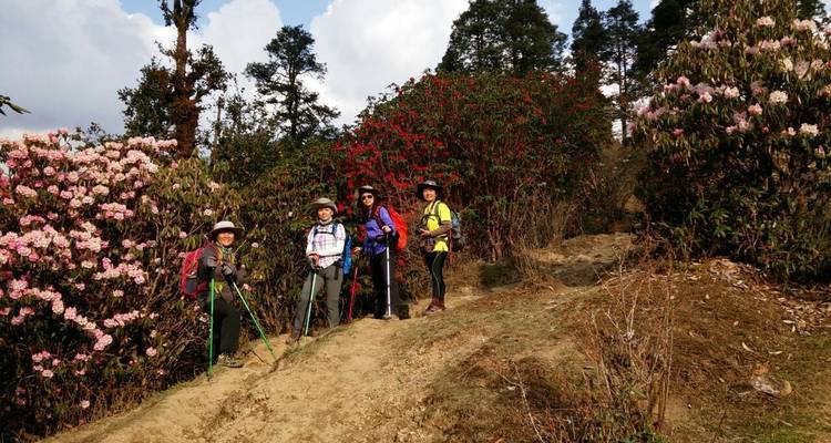 Groupe de randonneurs sur un sentier bordé d'arbres en fleurs.