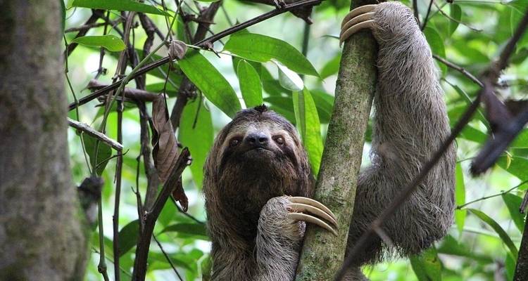 Expérience durable dans la forêt amazonienne - Nattrip 7