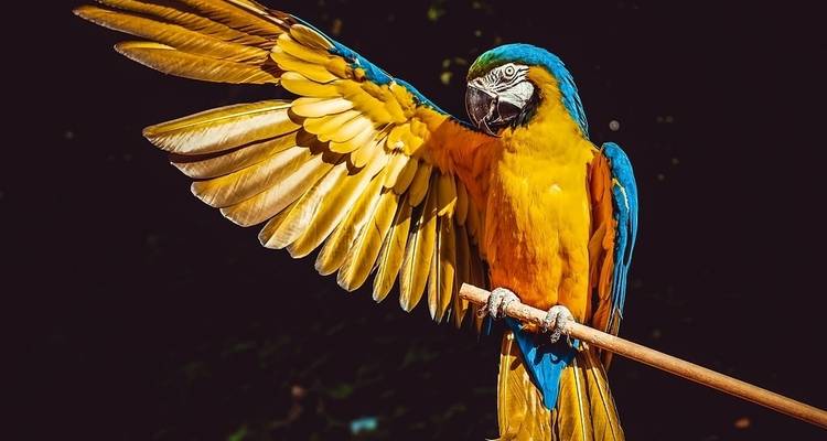 Expérience durable dans la forêt amazonienne - Nattrip 2