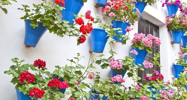 Des pots de fleurs colorés sur le mur à Cordoue.