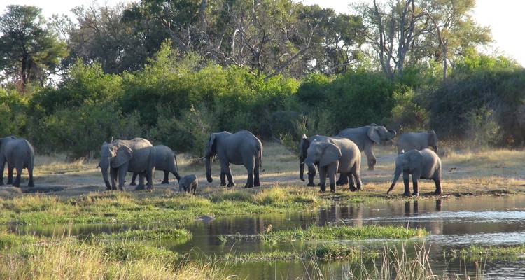 Troupeau d'éléphants avec leurs petits s'abreuvant à un point d'eau naturel entouré de buissons et d'arbres.