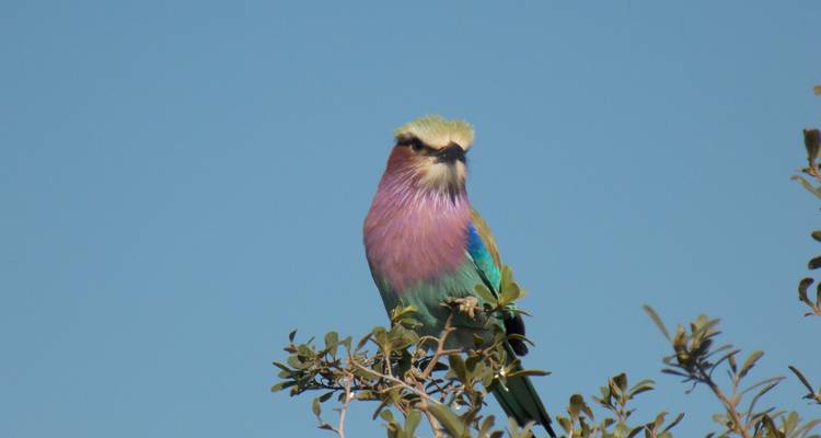 Un rollier à poitrine lilas coloré perché sur un petit buisson sur fond de ciel dégagé.