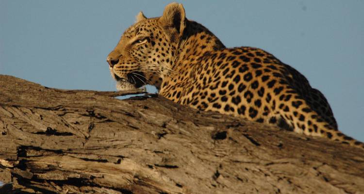 Gros plan d'un léopard se reposant sur un tronc d'arbre tombé sous un ciel bleu dégagé en savane ouverte.