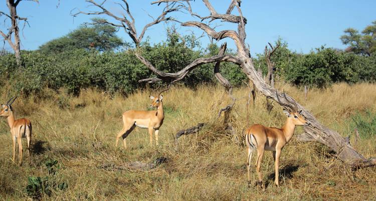 Trois impalas se tenant alertes parmi l'herbe sèche et les buissons avec un arbre dénudé.