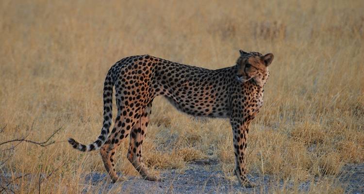 Guépard debout en alerte sur une plaine graveleuse ouverte avec de l'herbe sèche et haute en contre-jour.